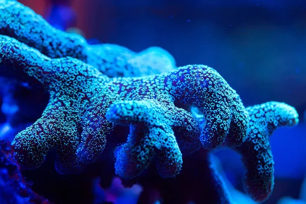 Wunderschöne und farbenfrohe Korallen in einem Meerwasseraquarium. — Stockfoto