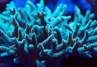 Bir Deniz Akvaryumu güzel ve renkli mercanlar.