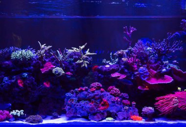 Beautiful and colorful corals in a marine aquarium. clipart