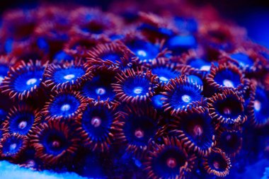 Bir Deniz Akvaryumu güzel ve renkli mercanlar.