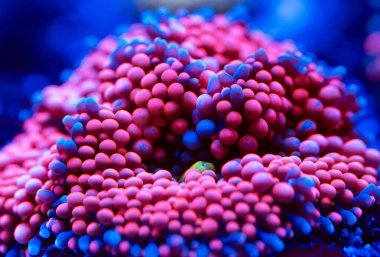 Anemon. Bir Deniz Akvaryumu güzel ve renkli mercanlar.