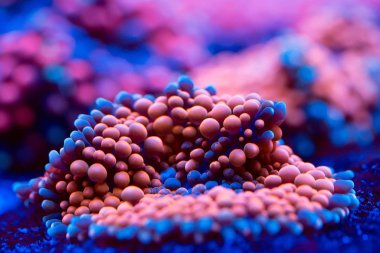 Anemon. Bir Deniz Akvaryumu güzel ve renkli mercanlar.