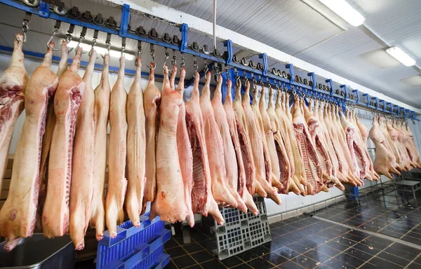 Cadenas de cerdo cortadas por la mitad almacenadas en la sala de refrigeración de la planta de procesamiento de alimentos . — Foto de Stock