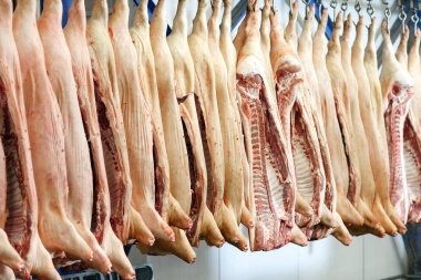 Domuz leşleri buzdolabı gıda işleme tesisi odasında depolanan ikiye böldüm.