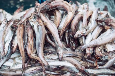 Balık pazarında balık sprats. Taze organik balık