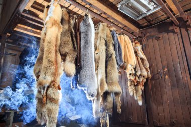 Fur killed foxes, raccoons, wolves, beavers, mink, nutria hangs after processing clipart