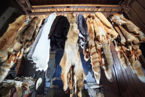 Хутро вбиває лисиць, єнотів, вовків, бобрів, норки, горіхів висить після обробки — стокове фото