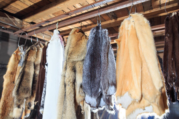 Fur killed foxes, raccoons, wolves, beavers, mink, nutria hangs after processing