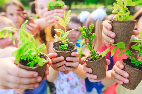 People Hands Cupping Plant In Nurture Environmental.