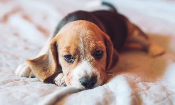 Cão pequeno cão Beagle brincando em casa na cama . — Fotografia de Stock