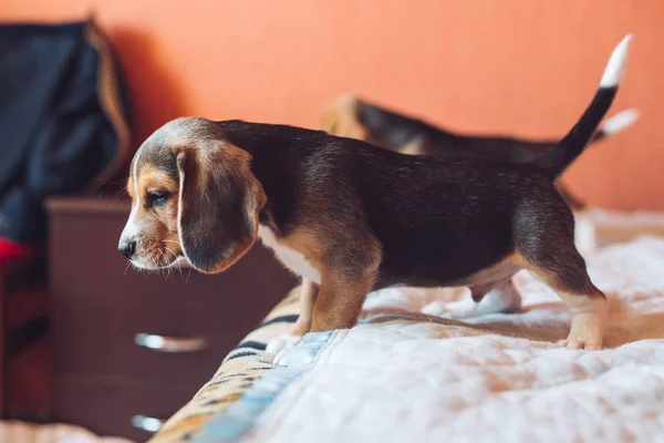 Liten hund Beagle hund spelar hemma på sängen. — Stockfoto