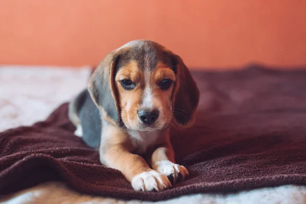 Cão pequeno cão Beagle brincando em casa na cama — Fotografia de Stock