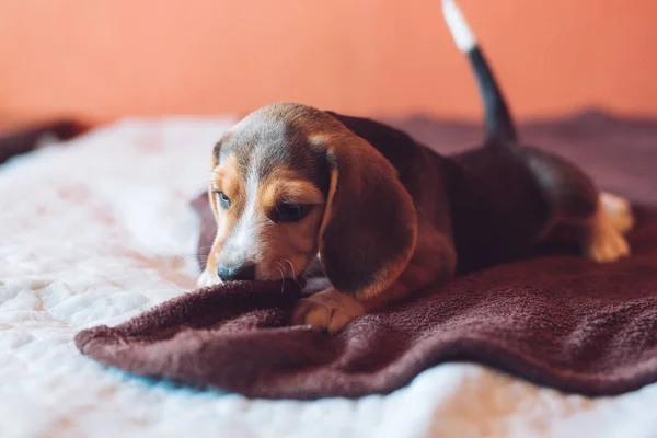 Two small hound Beagles dog playing at home on the bed — Stock Photo, Image