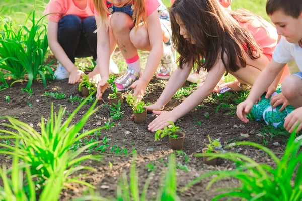 Childrens hands planting young tree on black soil together as the worlds concept of rescue. — Stock Photo, Image