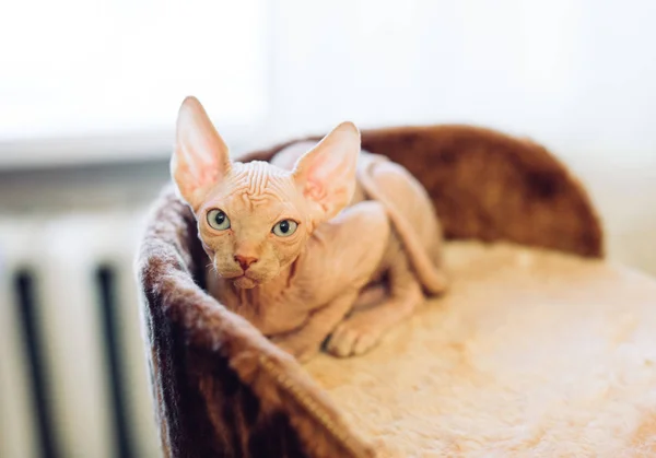 Gatos esfinge sem pêlos em uma casa macia em casa . — Fotografia de Stock