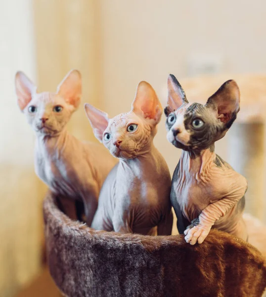 Бесшерстные кошки-сфинксы в мягком доме дома . — стоковое фото