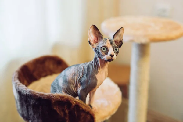 집에서 부드러운 집에서 털이 스핑크스 고양이. — 스톡 사진