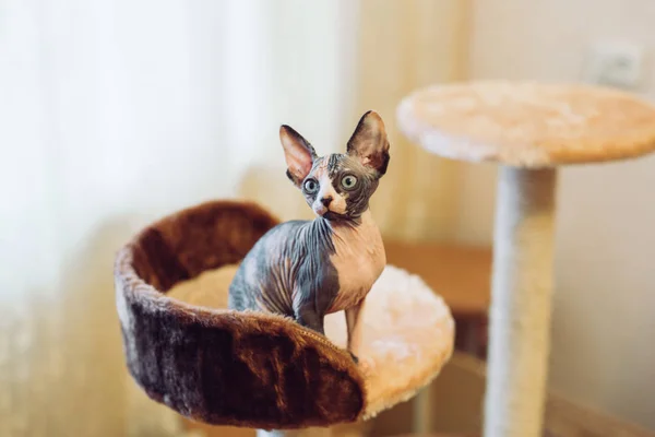 집에서 부드러운 집에서 털이 스핑크스 고양이. — 스톡 사진