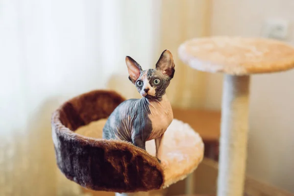 Gatos esfinge sem pêlos em uma casa macia em casa . — Fotografia de Stock