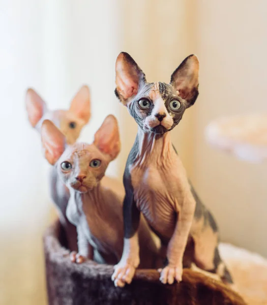 Gatos esfinge sem pêlos em uma casa macia em casa . — Fotografia de Stock