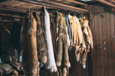 Hayvan kürkü. Tiles, rakun, kurt, kunduz, vizon, Bataklık kunduzundan işleme sonra asılı.