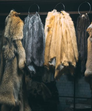 Hayvan kürkü. Tiles, rakun, kurt, kunduz, vizon, Bataklık kunduzundan işleme sonra asılı.