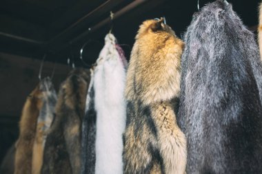 Hayvan kürkü. Tiles, rakun, kurt, kunduz, vizon, Bataklık kunduzundan işleme sonra asılı.