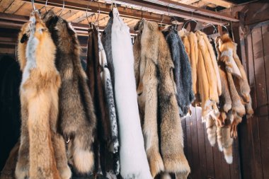 Hayvan kürkü. Tiles, rakun, kurt, kunduz, vizon, Bataklık kunduzundan işleme sonra asılı