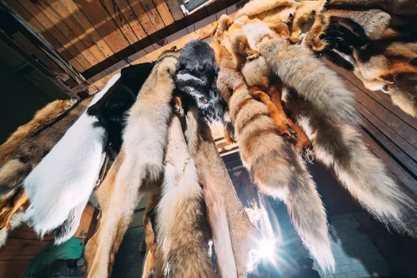 Γούνα ζώου. αλεπούδες, ρακούν, λύκος, Κάστορας, βιζόν, κρεμά μετά την επεξεργασία. — Φωτογραφία Αρχείου