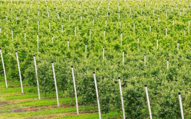 büyüyen yemyeşil elma ağaçları satır ile tarım sahnesi 