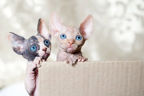 Hairless sphinx cats in short at home. — Stock Photo, Image