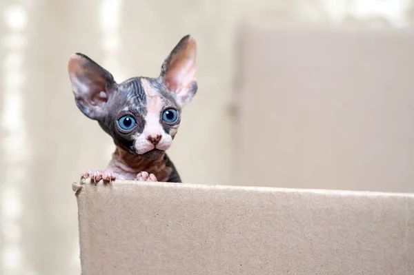 Gato esfinge sem pêlos em breve em casa . — Fotografia de Stock