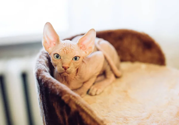 Gato esfinge sem pêlos em breve em casa . — Fotografia de Stock