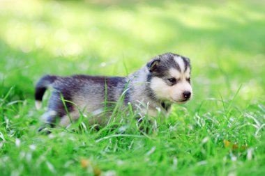 Yeşil çimenler üzerinde Sibirya husky köpek yavrusu.