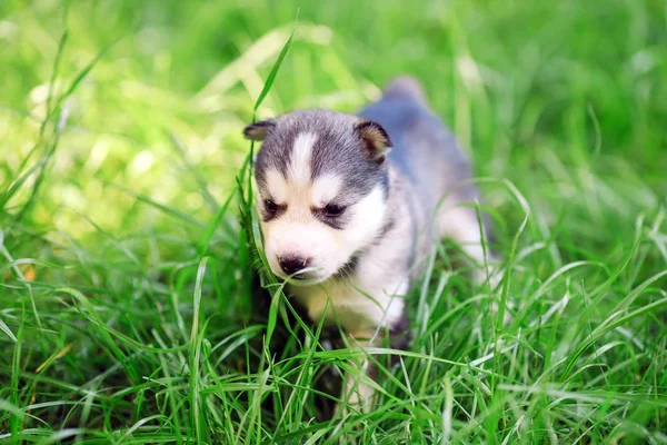 Cachorrinho husky siberiano em uma grama verde . — Fotografia de Stock