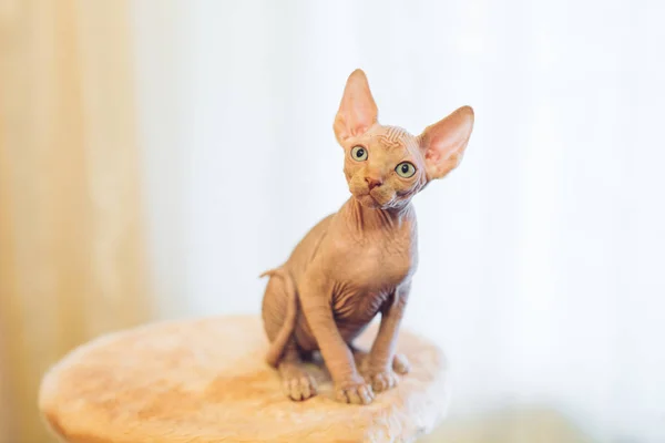 Hairless Sphinx katt i korthet hemma. — Stockfoto