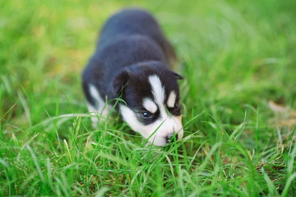 ลูกสุนัขไซบีเรีย husky บนหญ้าสีเขียว . — ภาพถ่ายสต็อก