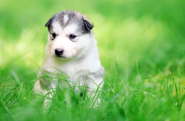 ลูกสุนัขไซบีเรีย husky บนหญ้าสีเขียว . — ภาพถ่ายสต็อก