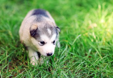 Yeşil çimenler üzerinde Sibirya husky köpek yavrusu.