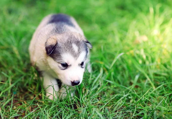 Syberyjski Husky szczeniak na zielonej trawie. — Zdjęcie stockowe