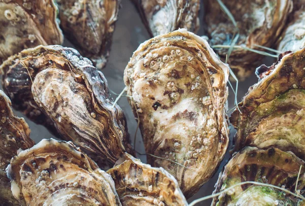 Ostras e outros frutos do mar no gelo no balcão da loja . — Fotografia de Stock