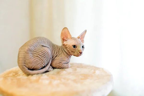 Bez włosów Sfinks kot w skrócie w domu. — Zdjęcie stockowe
