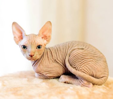 Evde kısaca tüysüz sfenks kedisi.