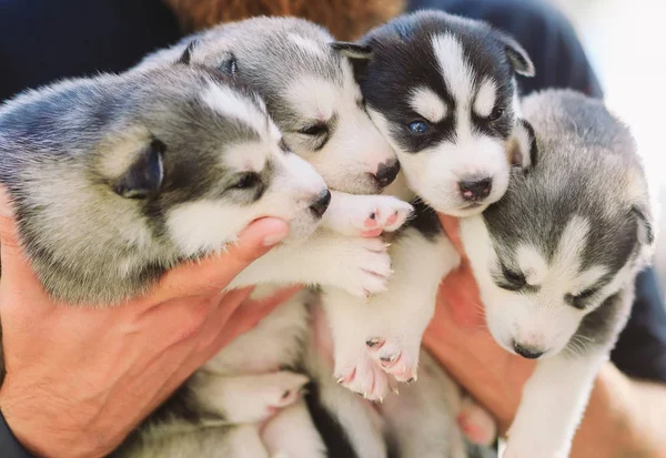 강아지 시베리아 허스키. 다리의 손에 있는 작은 개들. 귀여운 강아지들 — 스톡 사진