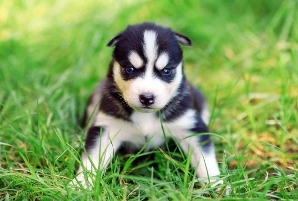 Cachorrinho husky siberiano em uma grama verde . — Fotografia de Stock