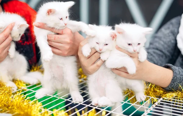 Exposição ou gatos justos. Gatos na gaiola — Fotografia de Stock