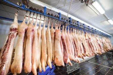 Pig carcasses cut in half stored in refrigerator room of food processing plant clipart