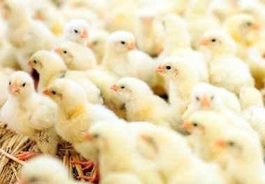 Kapalı tavuk çiftliği, tavuk besleme, büyük yumurta üretimi