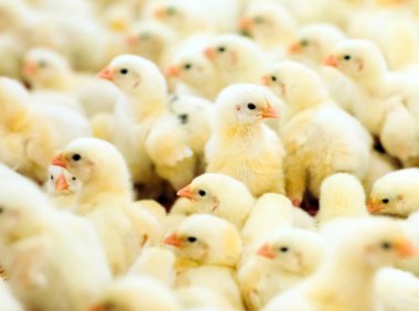 Kapalı tavuk çiftliği, tavuk besleme, büyük yumurta üretimi