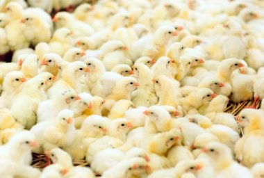 Indoors chicken farm, chicken feeding, large egg production clipart